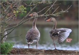 <p>HUSA POLNÍ (Anser fabalis) Českobudějovicko ----- /Taiga bean goose - Saatgans/</p>